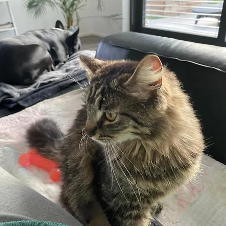 アパート Apartma Dreamscape ラドヴリツァ