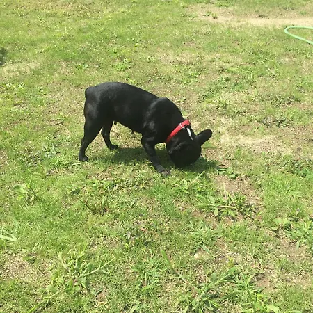 Apartma Dreamscape * Radovljica