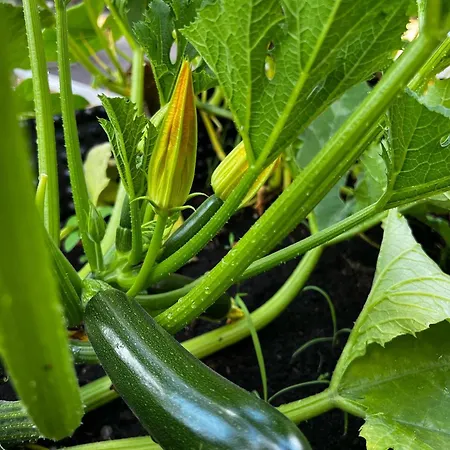 アパート Apartma Dreamscape ラドヴリツァ