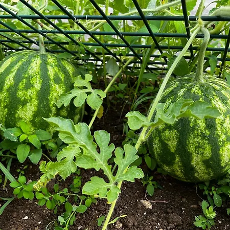 Apartma Dreamscape * ラドヴリツァ