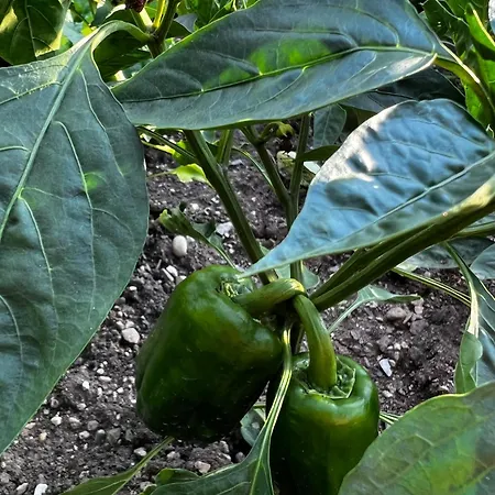 Apartma Dreamscape Radovljica