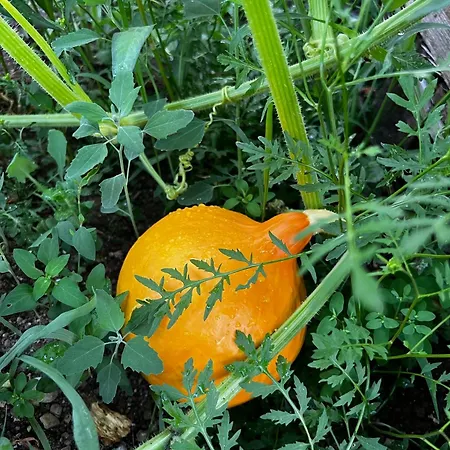 Apartament Apartma Dreamscape