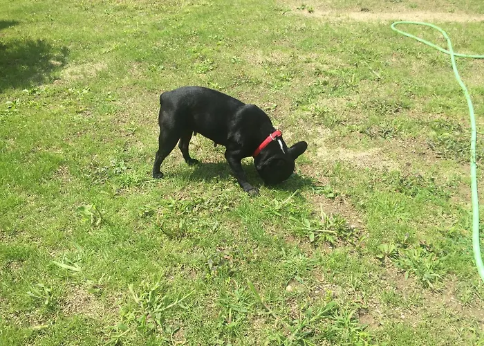 Apartma Dreamscape * Radovljica