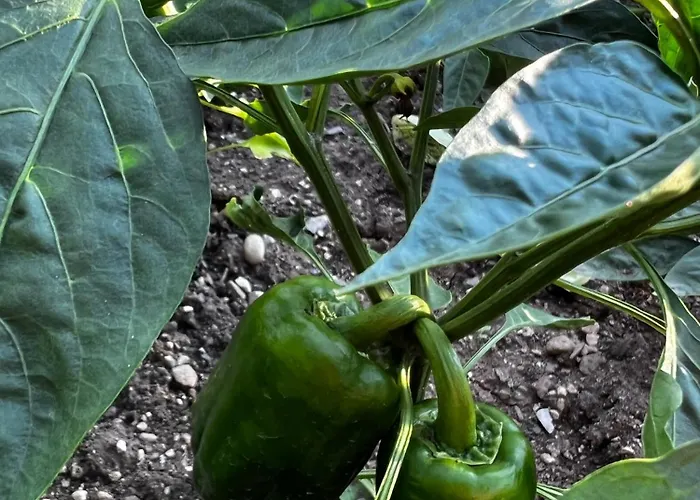 Apartma Dreamscape Radovljica