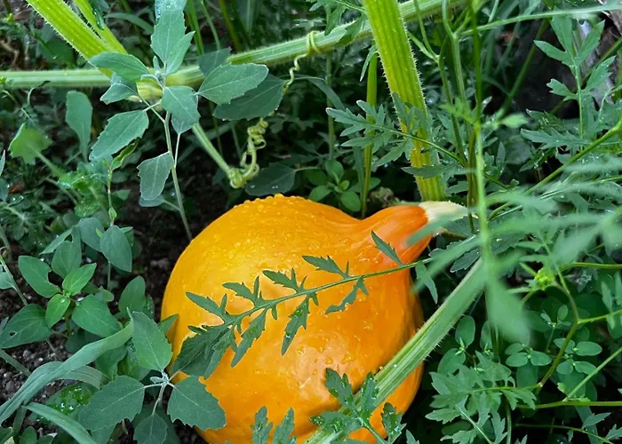 Apartmán Apartma Dreamscape